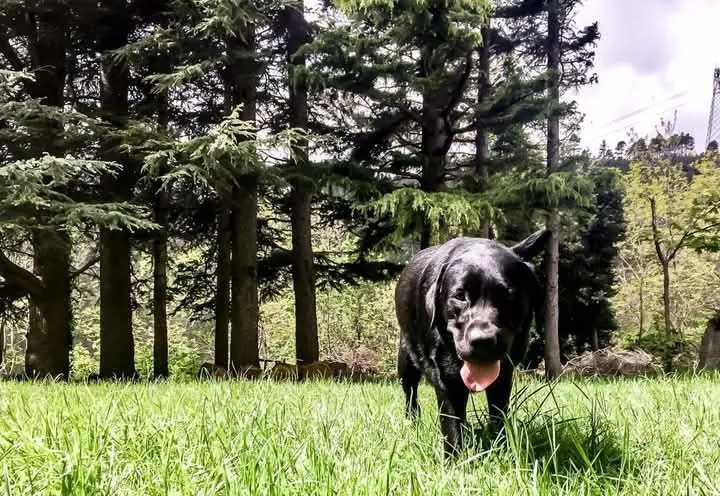 Copertina CORSO EDUCATORE CINOFILO