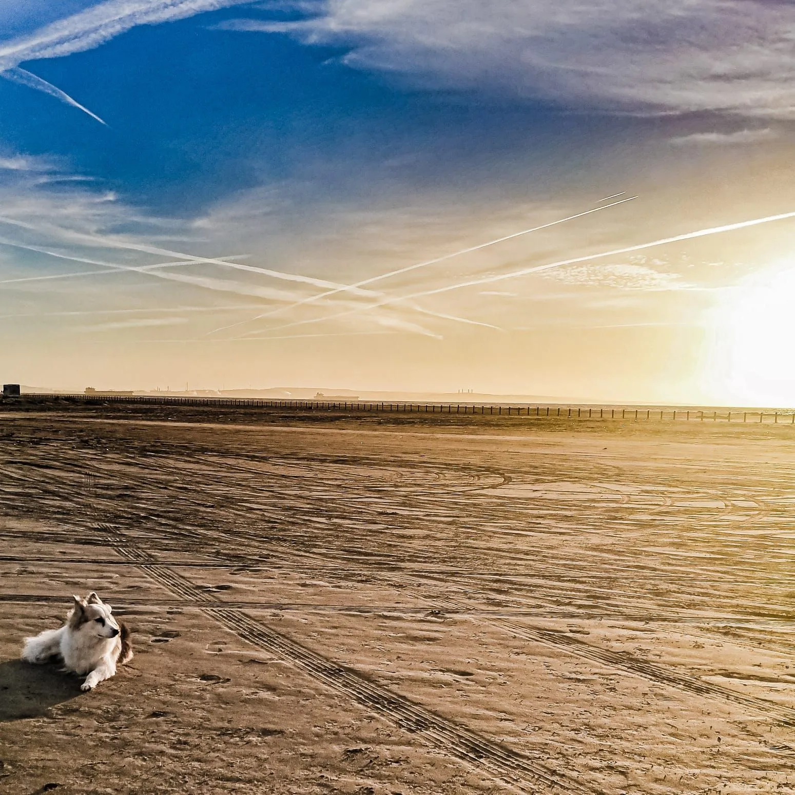 Copertina Master Riabilitazione Comportamentale